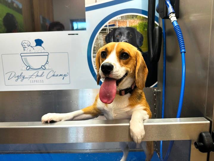 Happy dog in self dog wash 