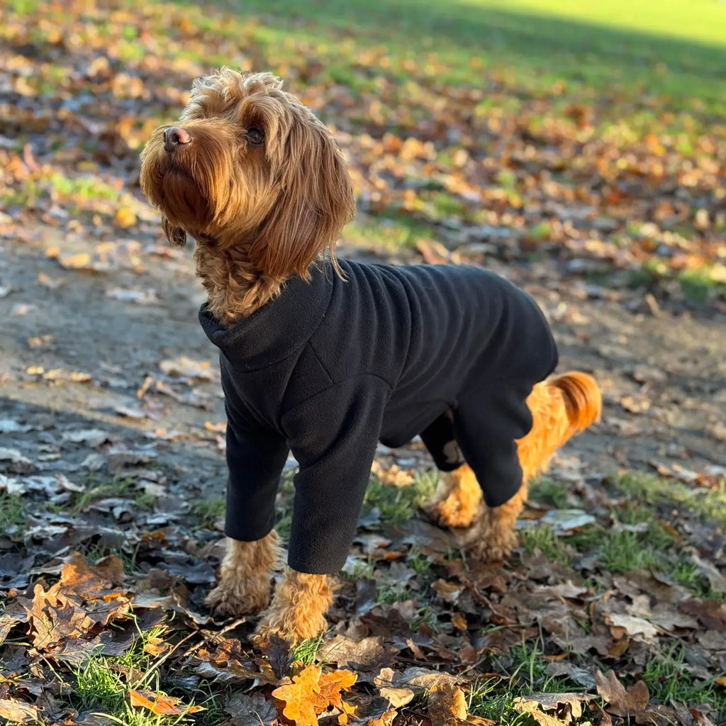 Winter Walkies: Brave the Cold with Comfort and Care