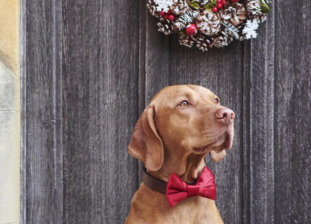 Is your dog Christmas Day ready?