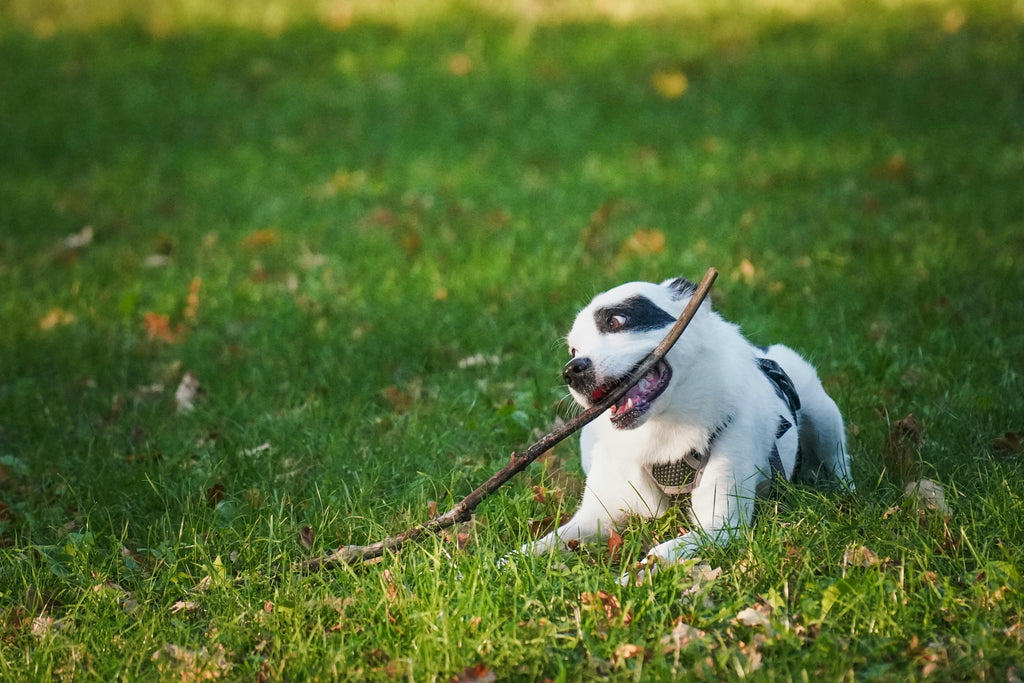 Should I feed my dog hairy and natural animal treats?